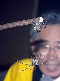 Kumo Gassen (Arañas Samurai)